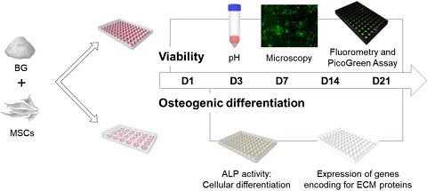 Zum Artikel "Unsere neue Arbeit über osteogene Eigenschaften bioaktiver Gläser wurde im Int. J. Mol. Sci. veröffentlicht"