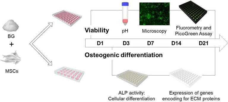 Unsere neue Arbeit über osteogene Eigenschaften bioaktiver Gläser wurde im Int. J. Mol. Sci. veröffentlicht