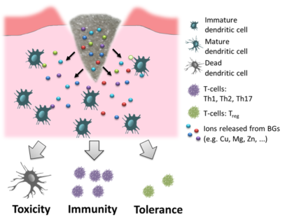 Graphical abstract des papers "