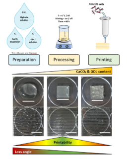 Zum Artikel "Unsere neue Arbeit über Bioprinting von Alginat, veröffentlicht in „Biofabrication“"