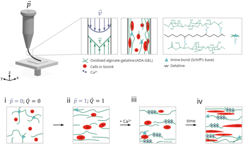 Abstract Biofabrication Distler