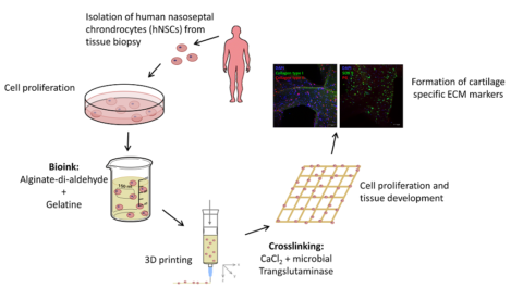 Graphical abstract des papers.