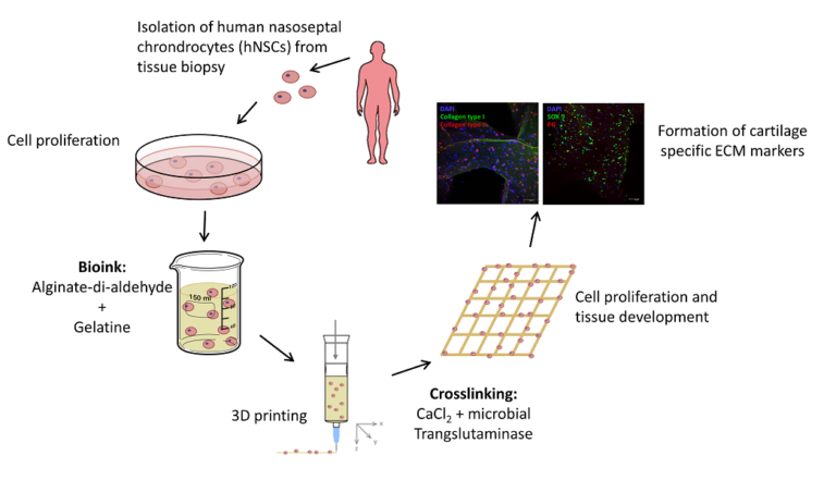 3D gedrucktes Alginat-Dialdehyd/Gelatine dual vernetztes Hydrogel für Knorpelgewebe-Engineering: neue Publikation