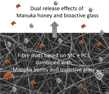 Zum Artikel "Polymerfasern mit Methylcellulose, bioaktiven Gläsern und Manuka-Honig als neuartige Wundauflagen"