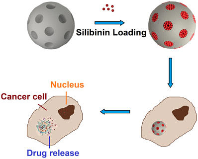 Silibinin in mesoporösen Nanopartikeln als Brustkrebstherapie
