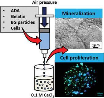 Zum Artikel "Neue (Open Access) Studie über zellbeladene, bioaktives Glas enthaltende Hydrogelkapseln in Macromol. Biosci. veröffentlicht"