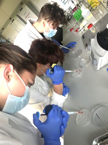 BBCE Schüler im Labor beim pipettieren