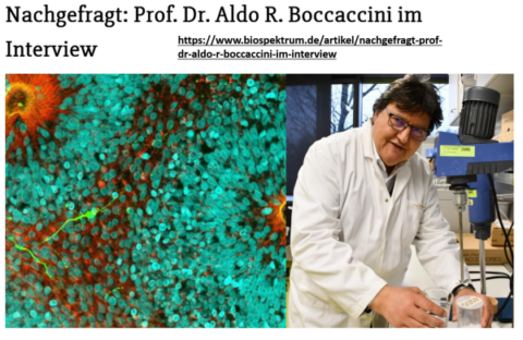 Zum Artikel "Prof. Aldo R. Boccaccini im Interview mit BIOspektrum"